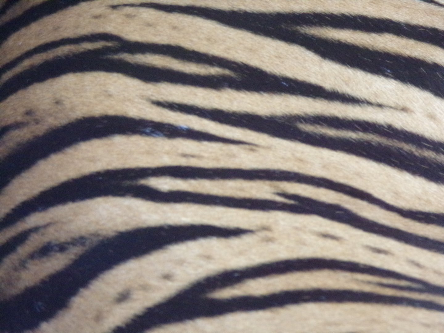 Sumatran tiger fur close up 19.7.23