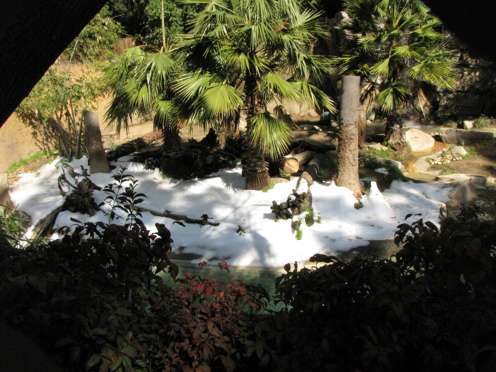 Sumatran Tiger Habitat: Snow Day 2