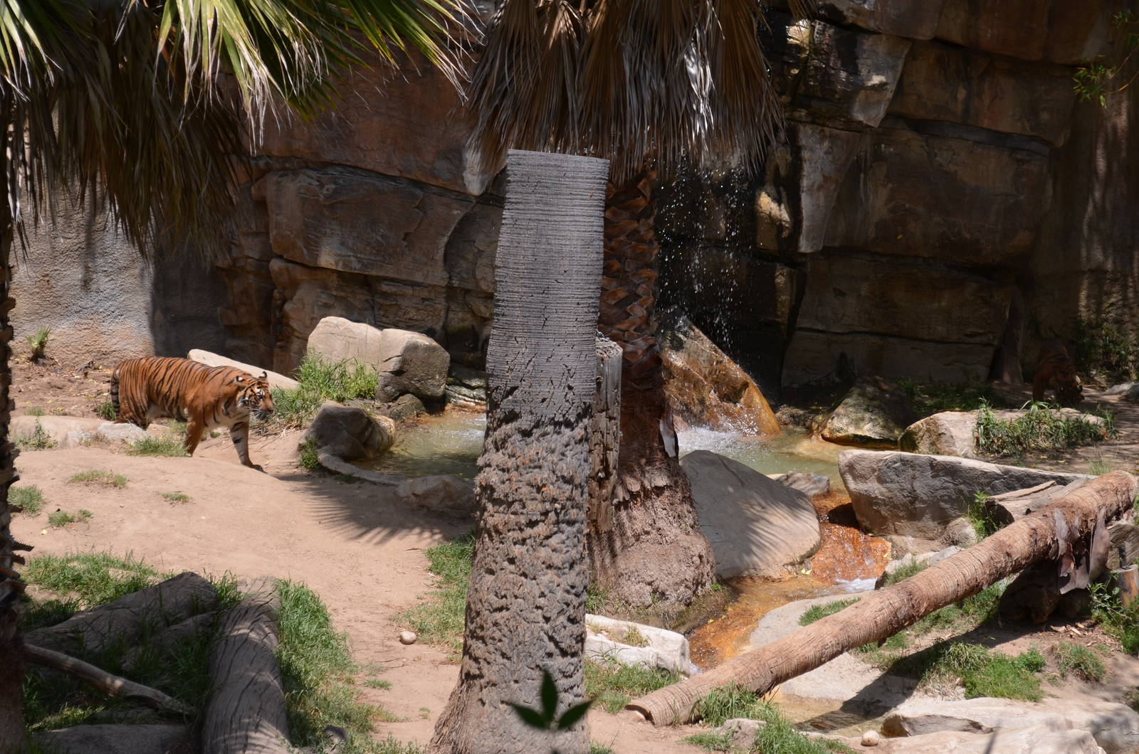 Sumatran Tiger Habitat