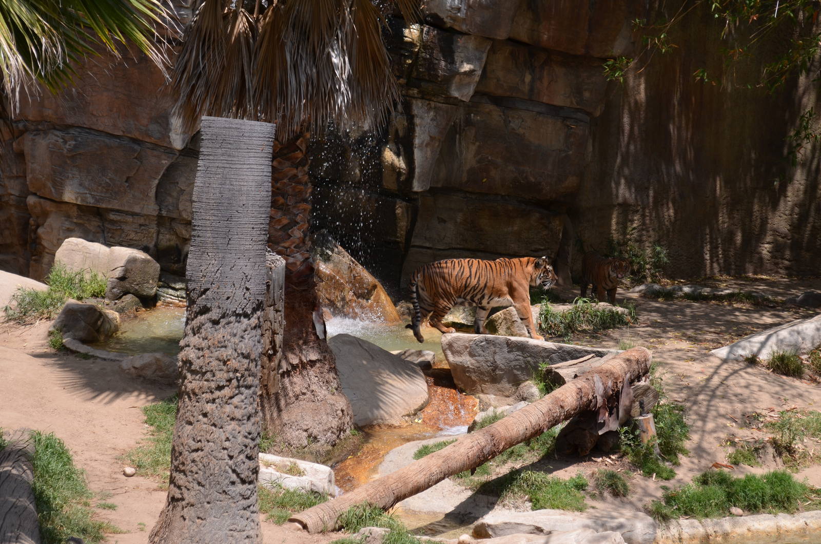 Sumatran Tiger Habitat