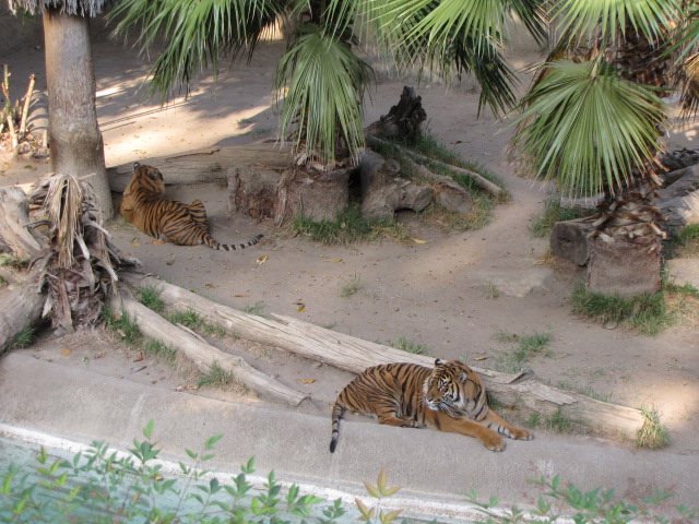 Sumatran Tiger Habitat