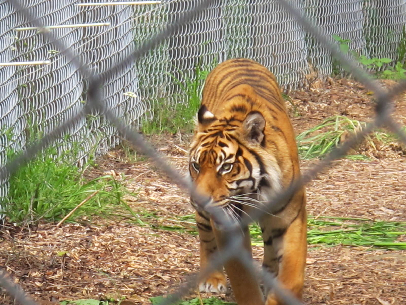 Sumatran Tiger - Hamilton Zoo 2012