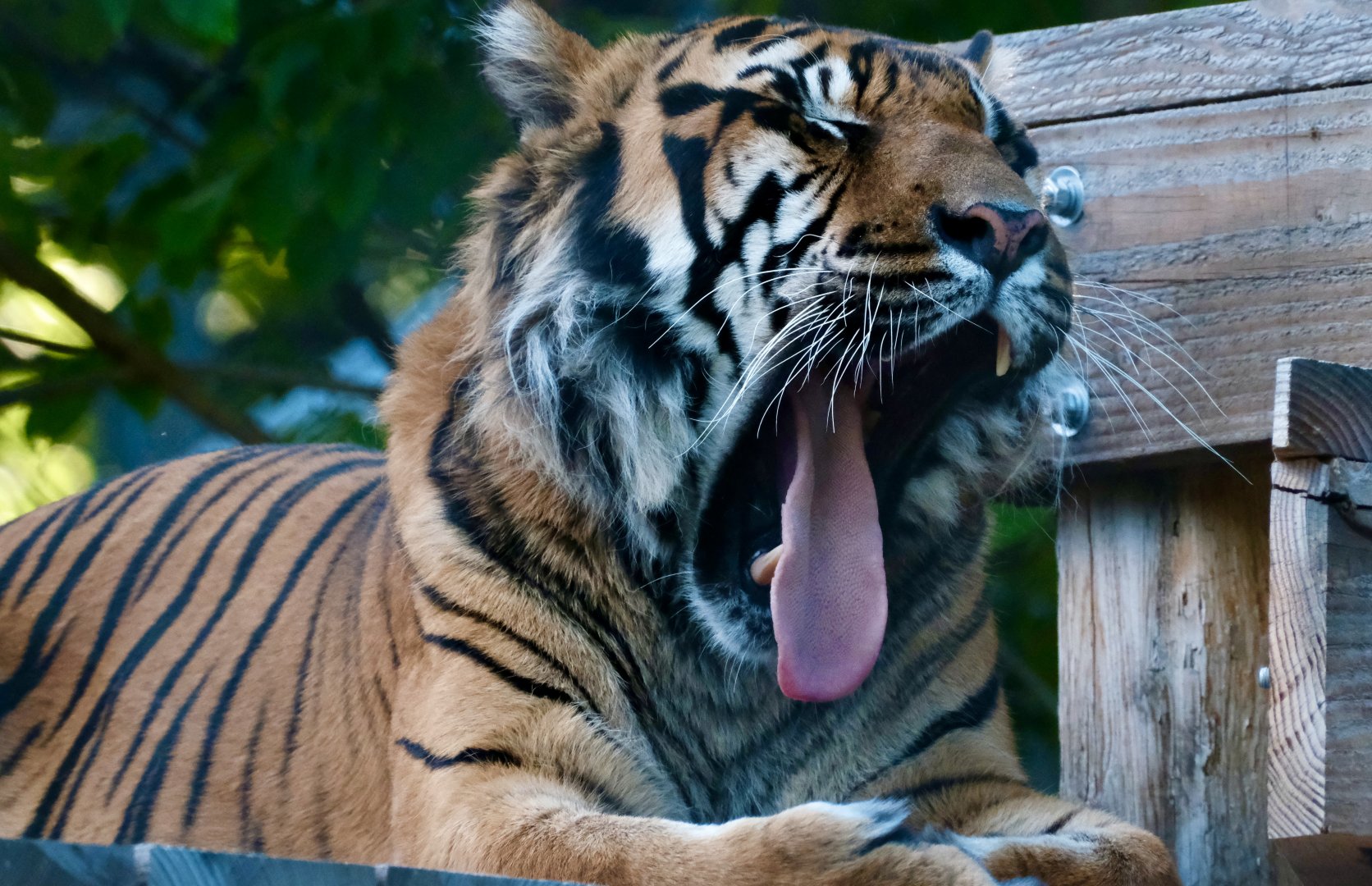 Sumatran tiger, Hari (m) - August 29, 2025