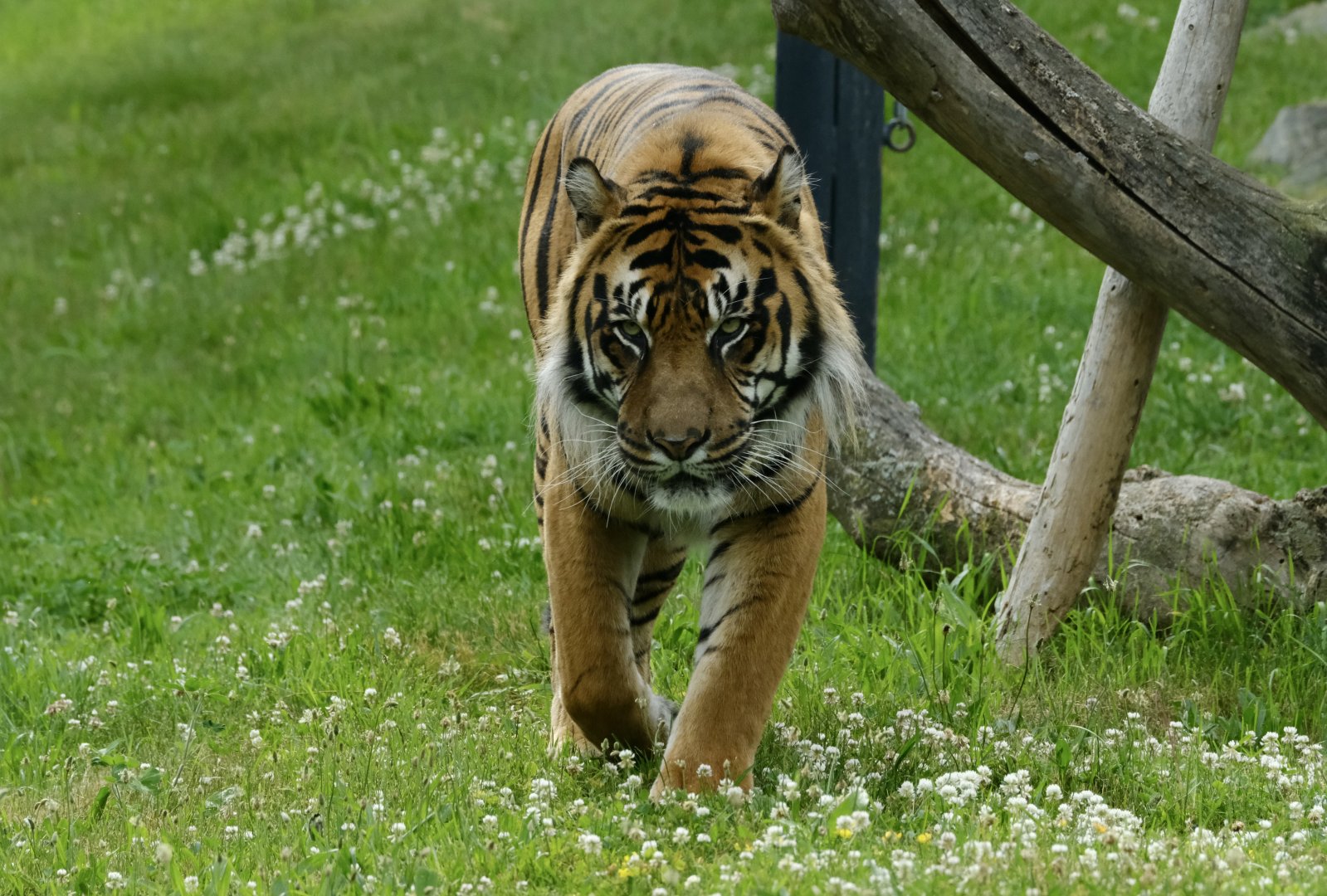 Sumatran tiger, Hari (m) - June 26, 2025