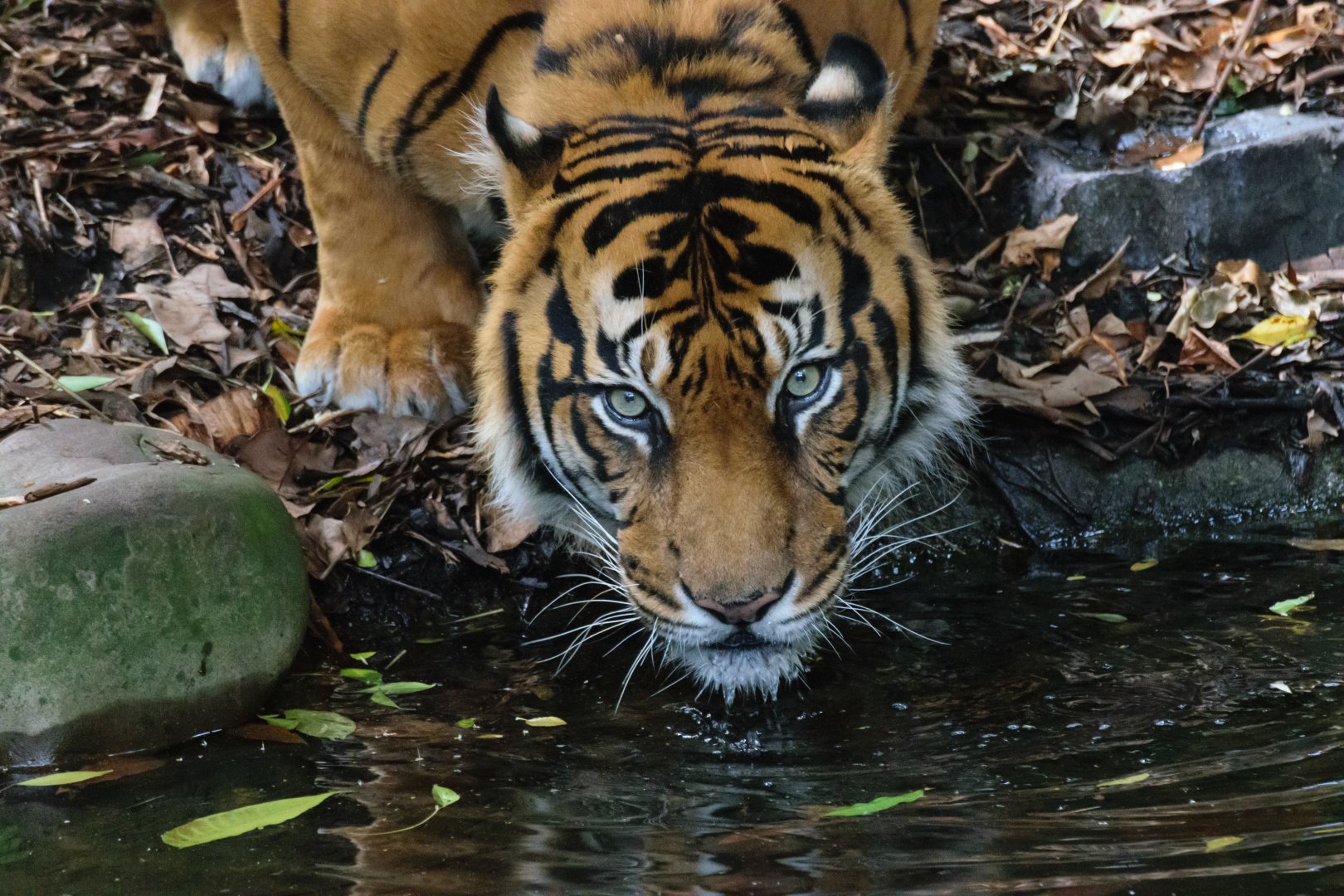 Sumatran Tiger - Hutan