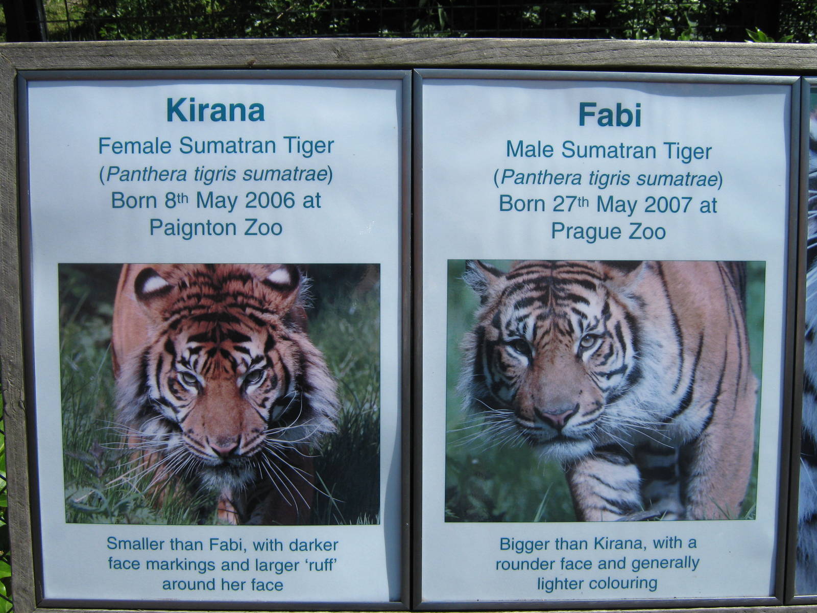 Sumatran Tiger ID plaque