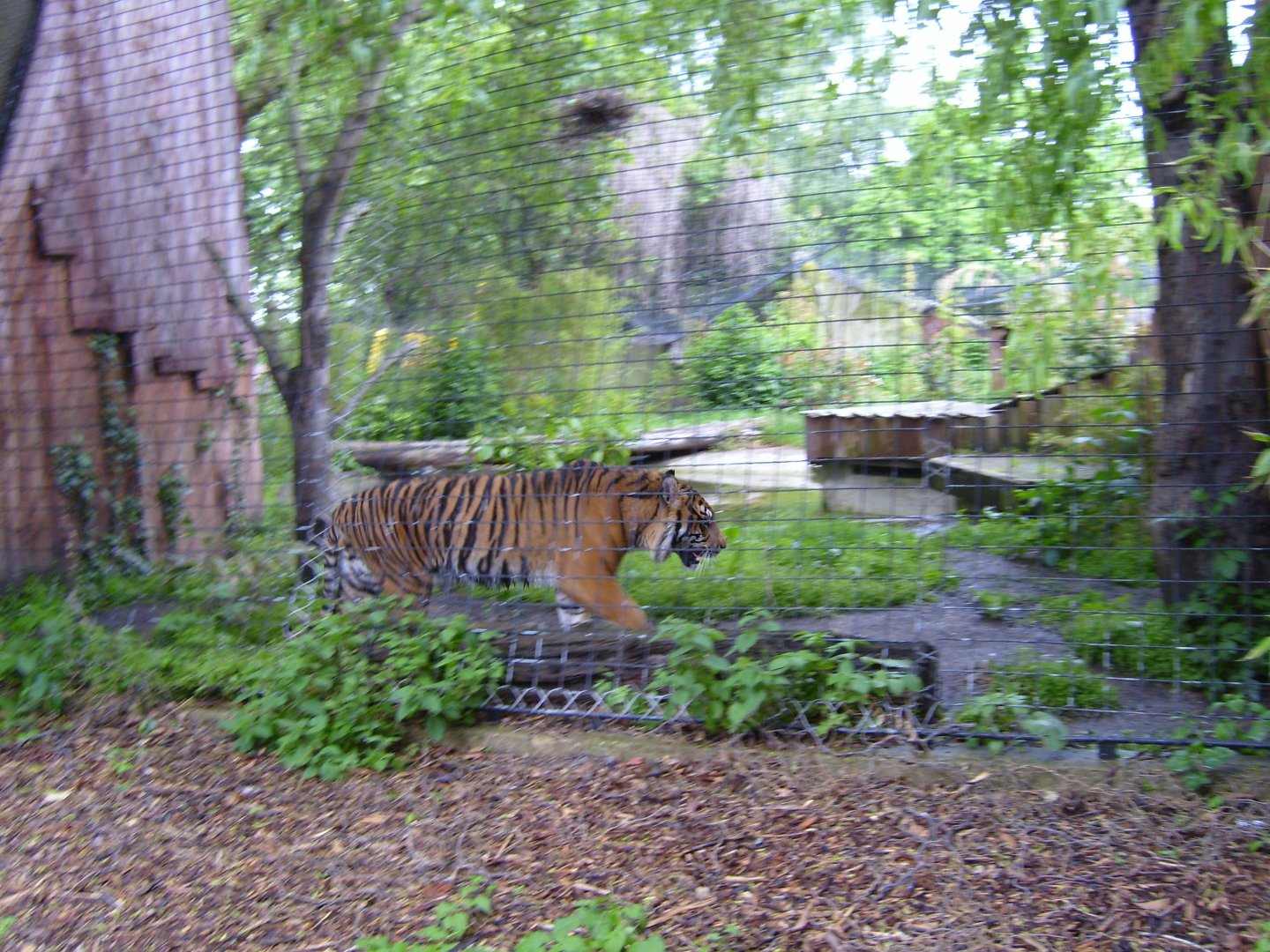 Sumatran Tiger in Cat Terraces (June 2008)