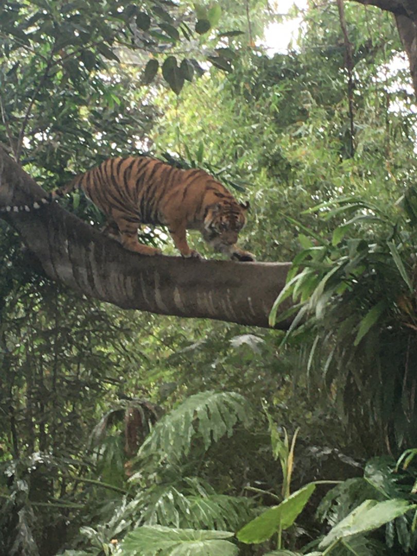Sumatran Tiger in Figtree Exhibit
