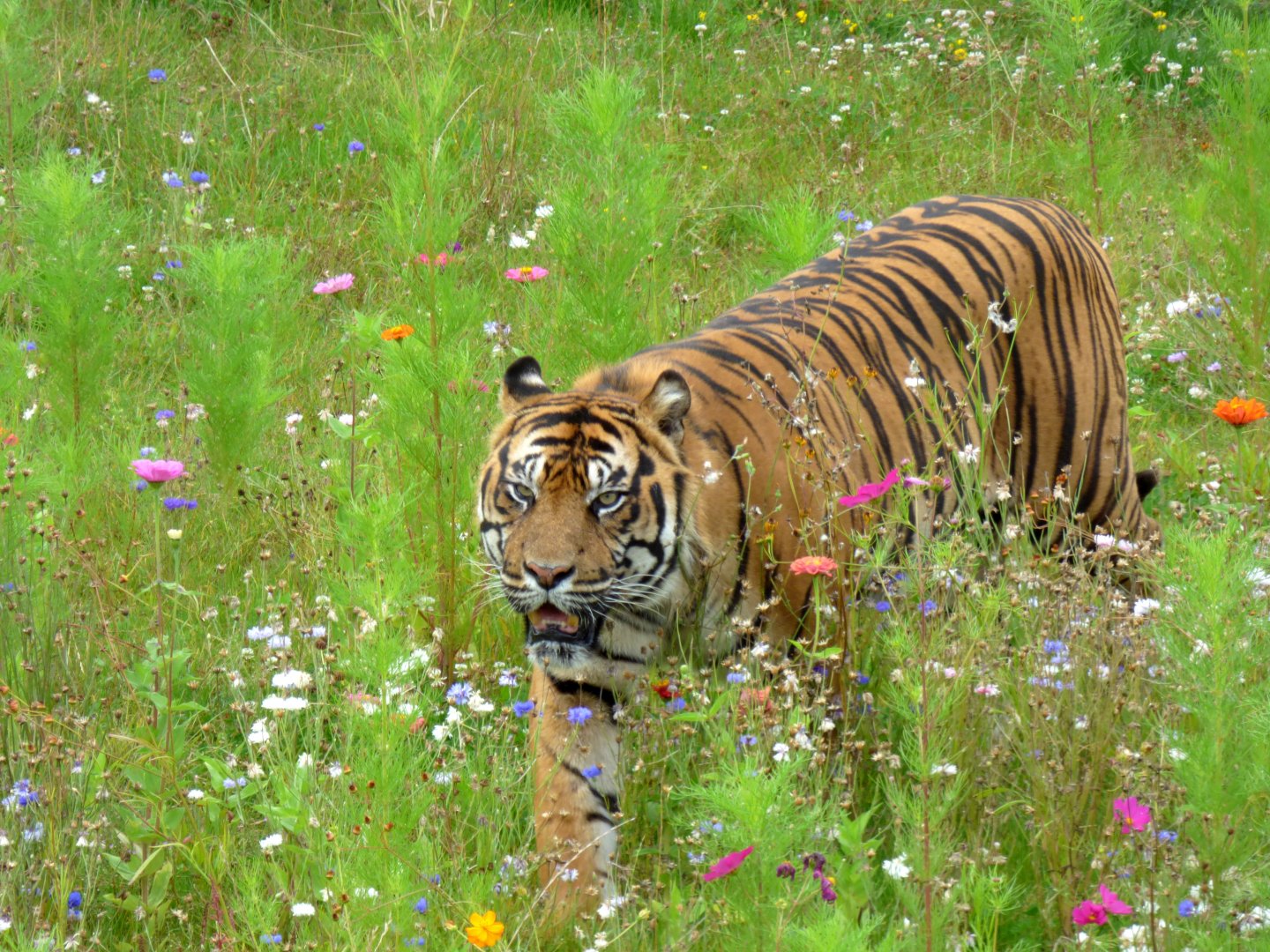 Sumatran tiger in flowers