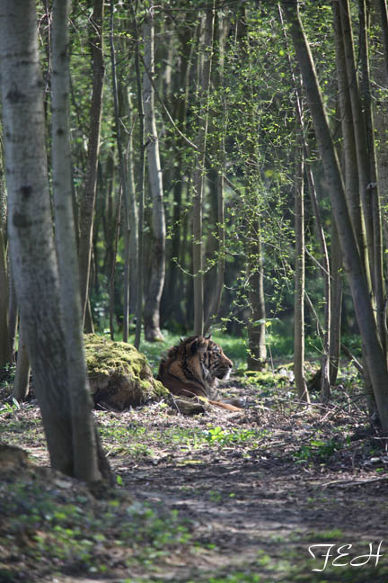sumatran tiger in forest