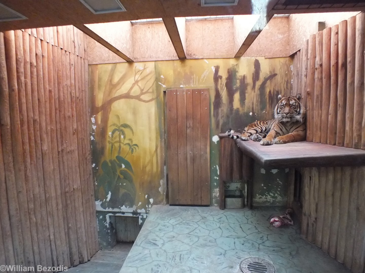 Sumatran Tiger in Indoor Area