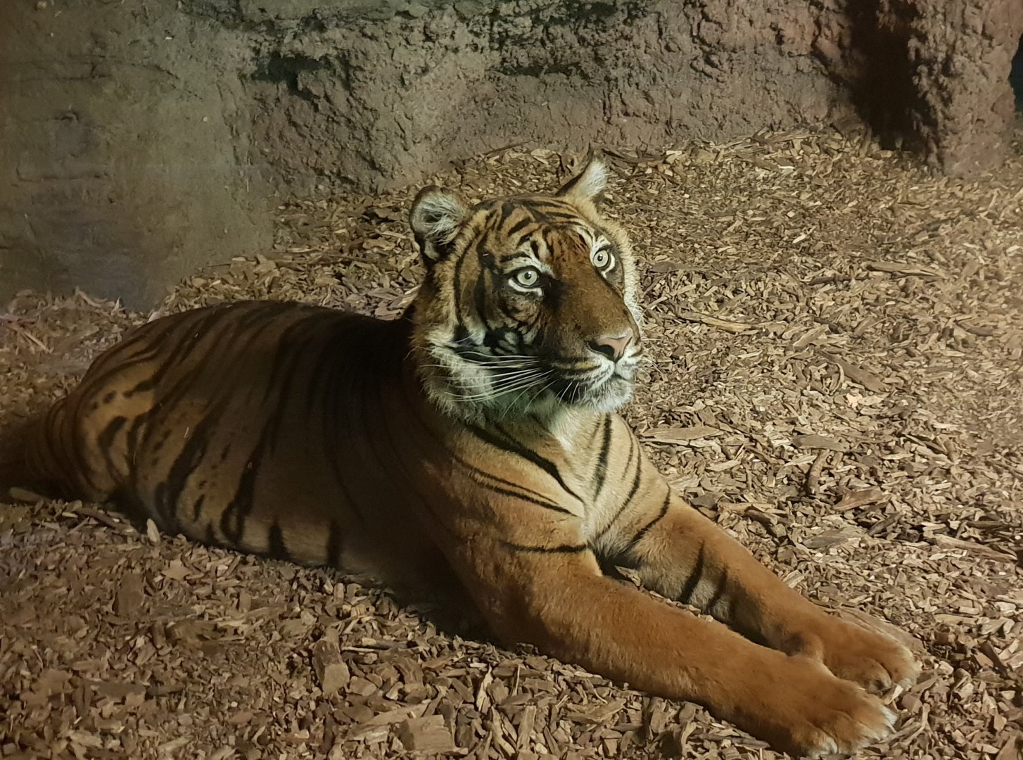 Sumatran tiger in indoor enclosure