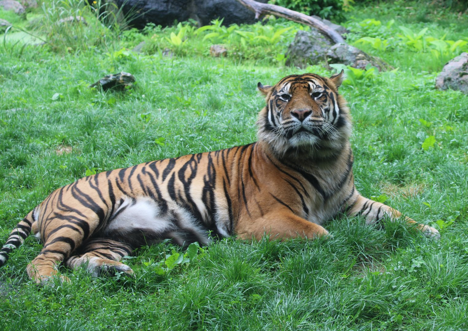 Sumatran tiger in outdoor enclosure