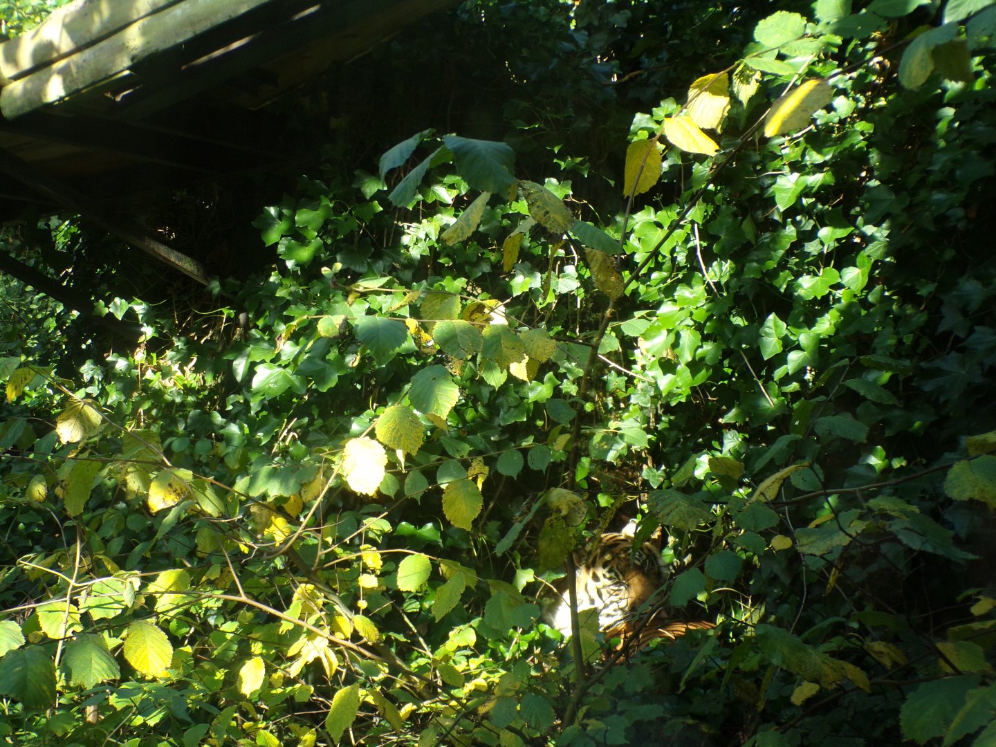 Sumatran tiger in the foliage 17.10.24