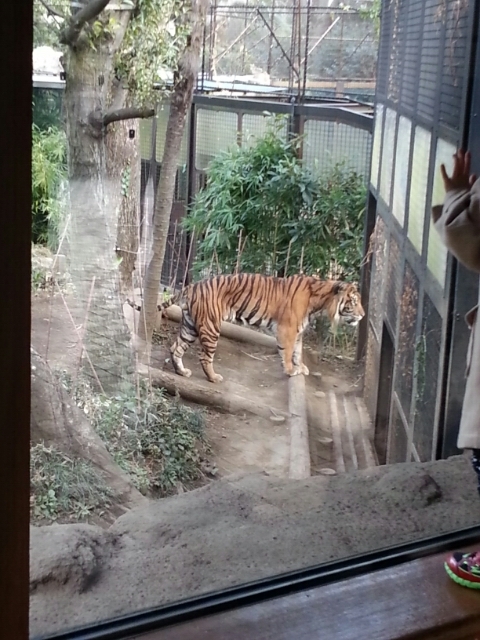 Sumatran tiger in Ueno zoo