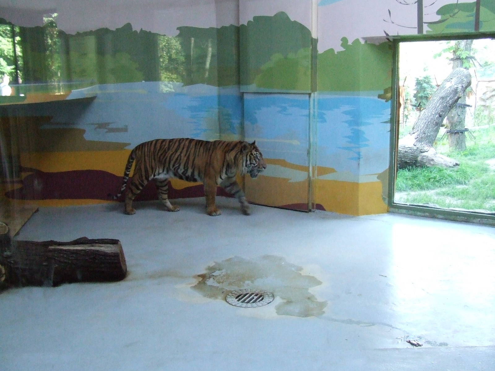 Sumatran tiger indoor enclosure @ Zoo Bratislava