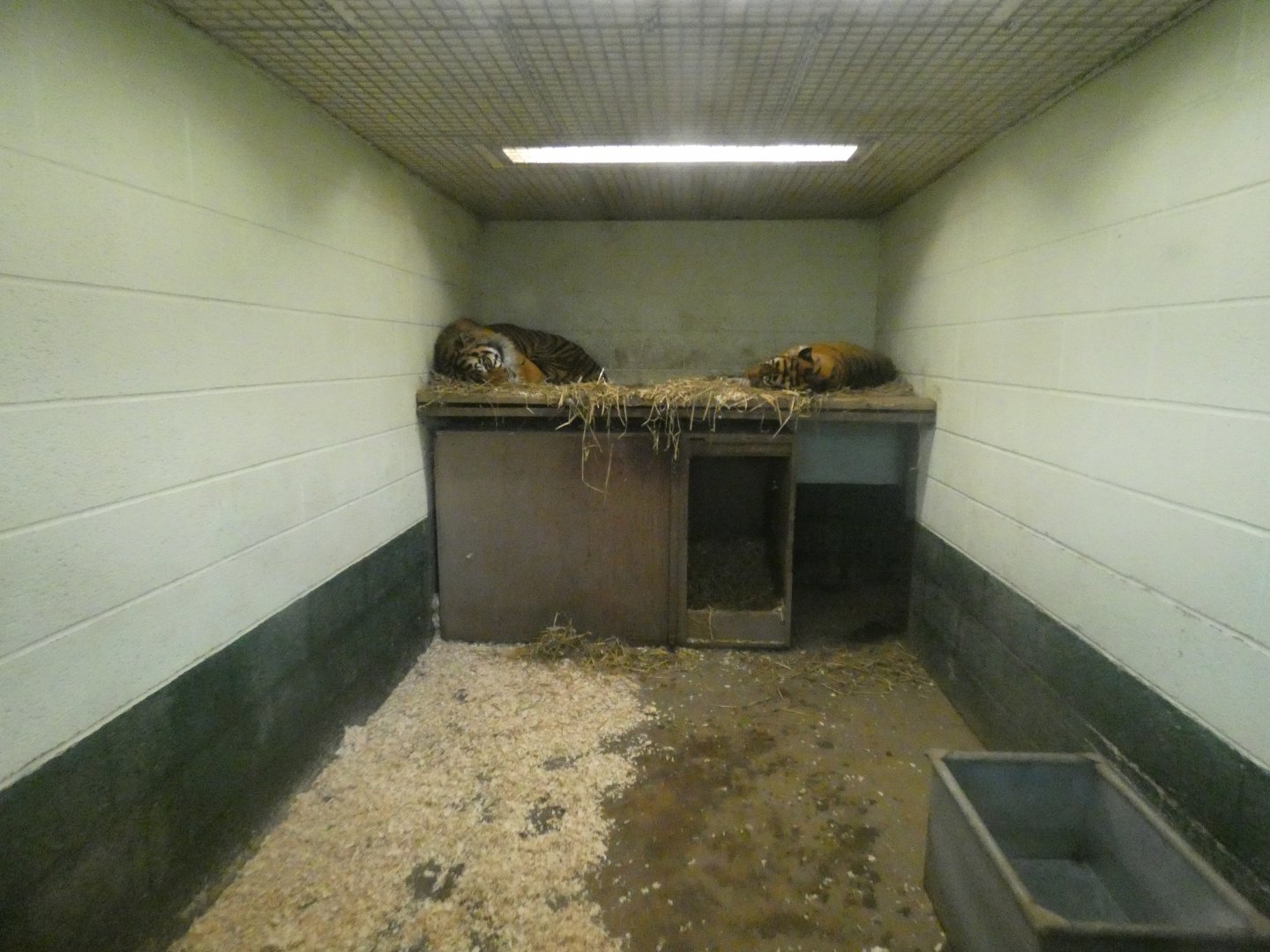 Sumatran tiger indoor enclosure