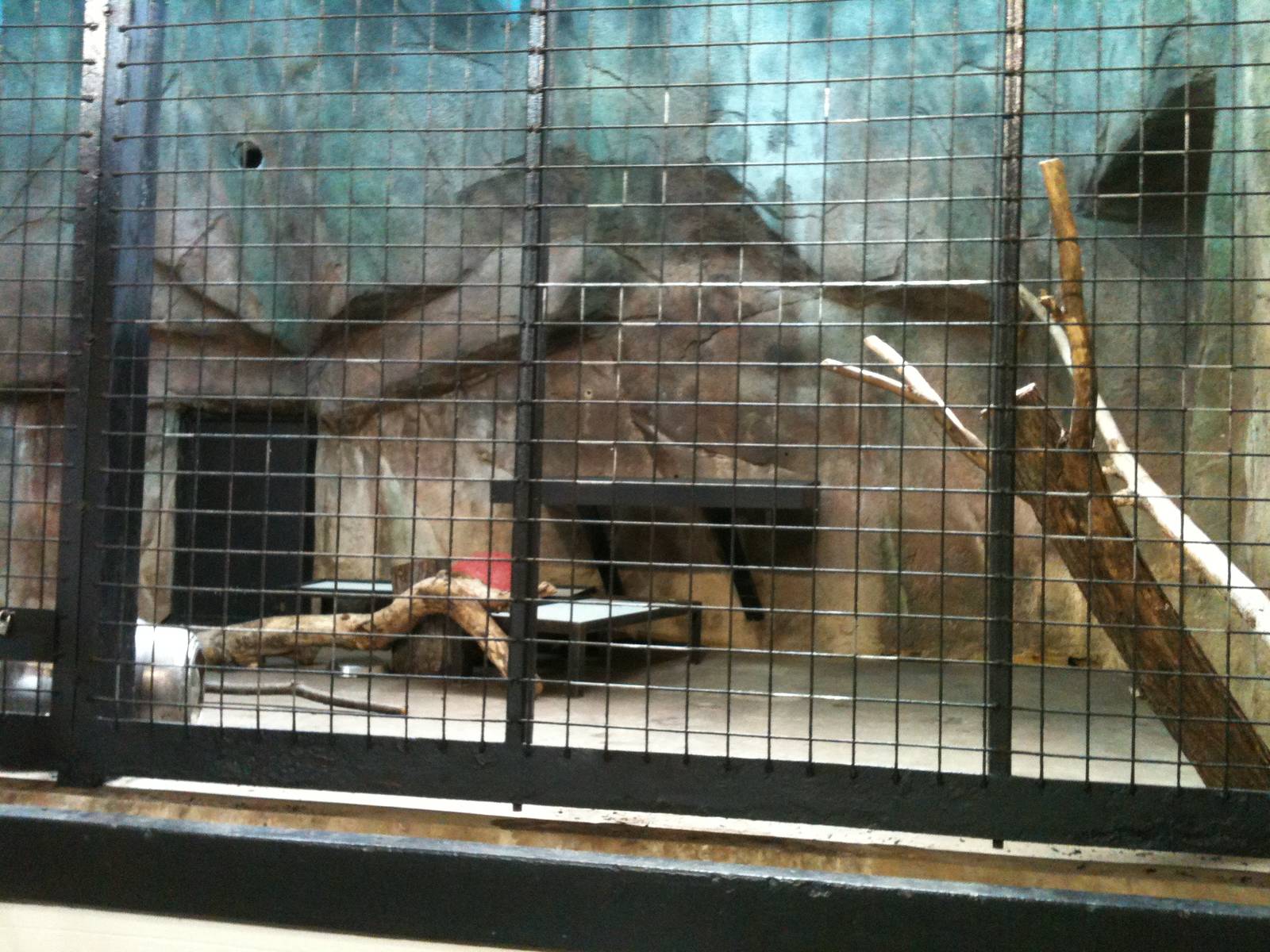 Sumatran Tiger Indoor Exhibit
