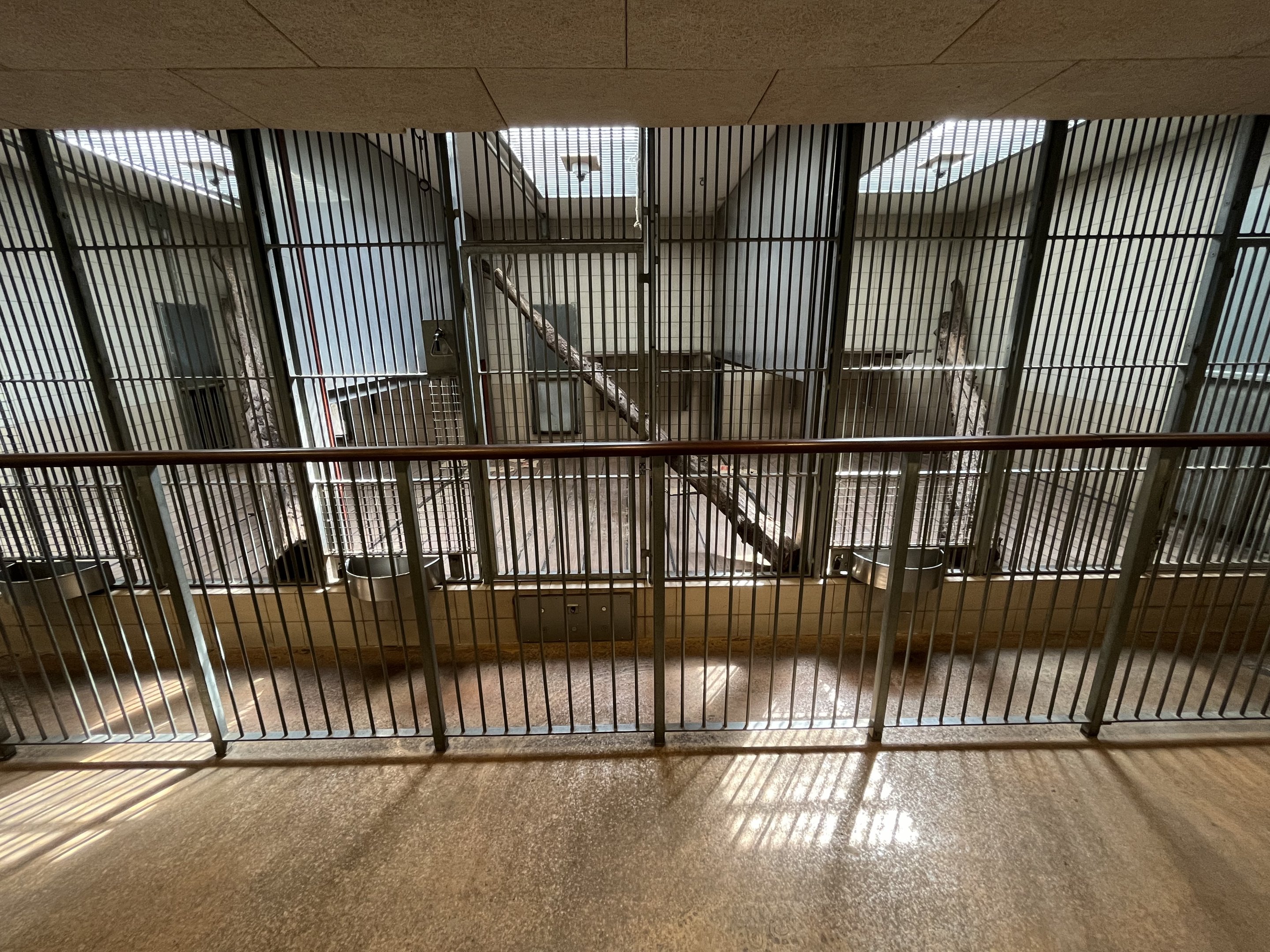 Sumatran Tiger Indoor Exhibit