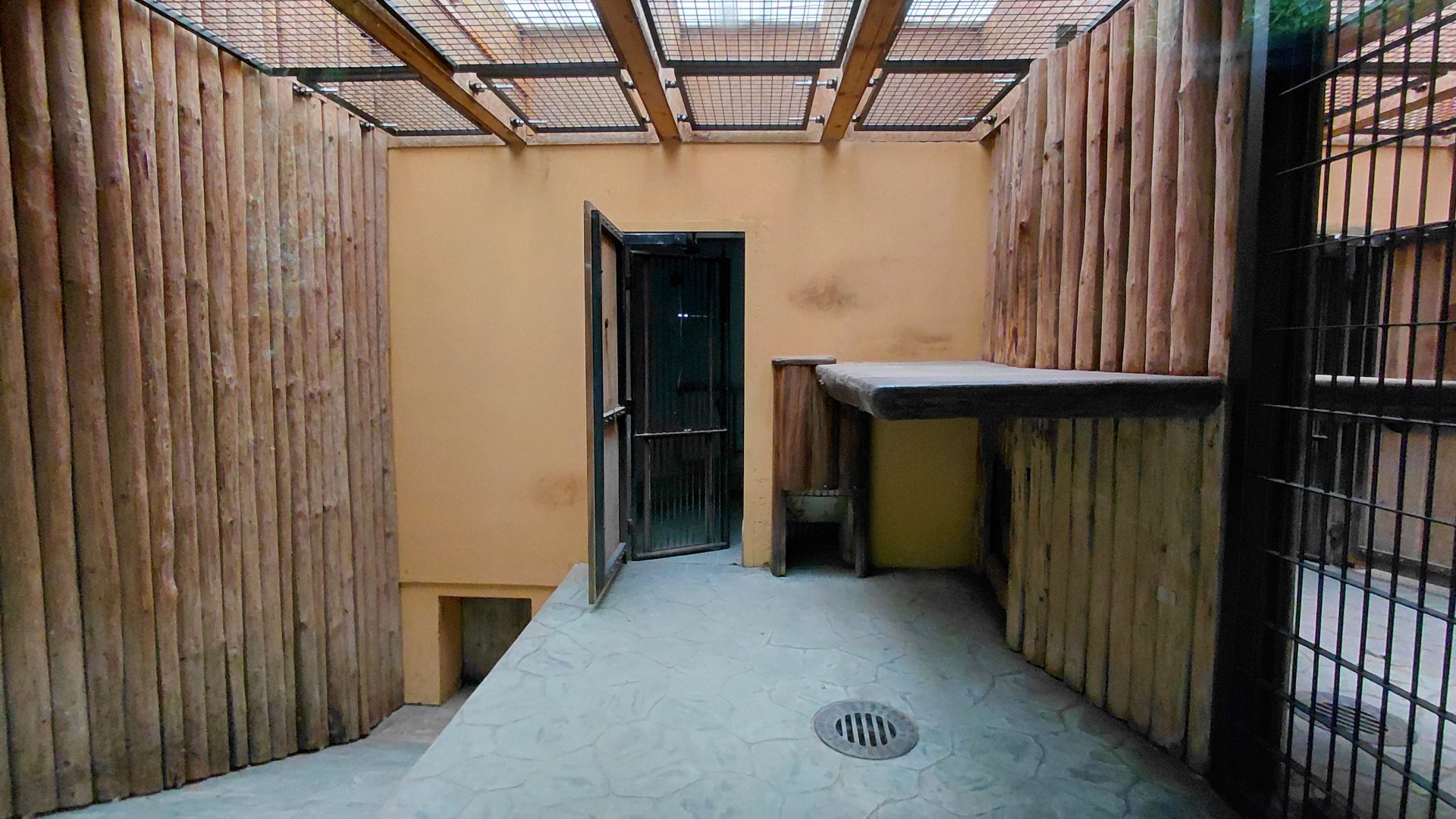 Sumatran tiger indoor exhibit