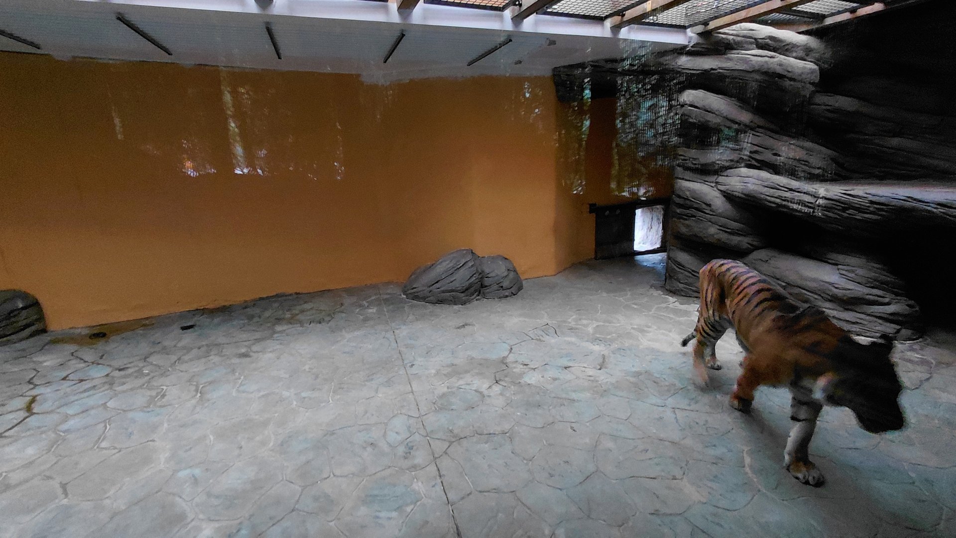 Sumatran tiger indoor exhibit