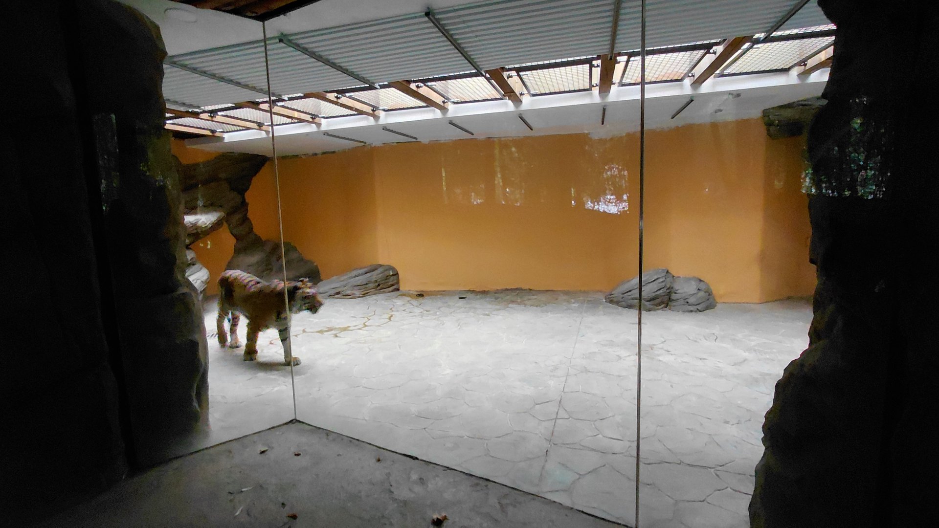 Sumatran tiger indoor exhibit