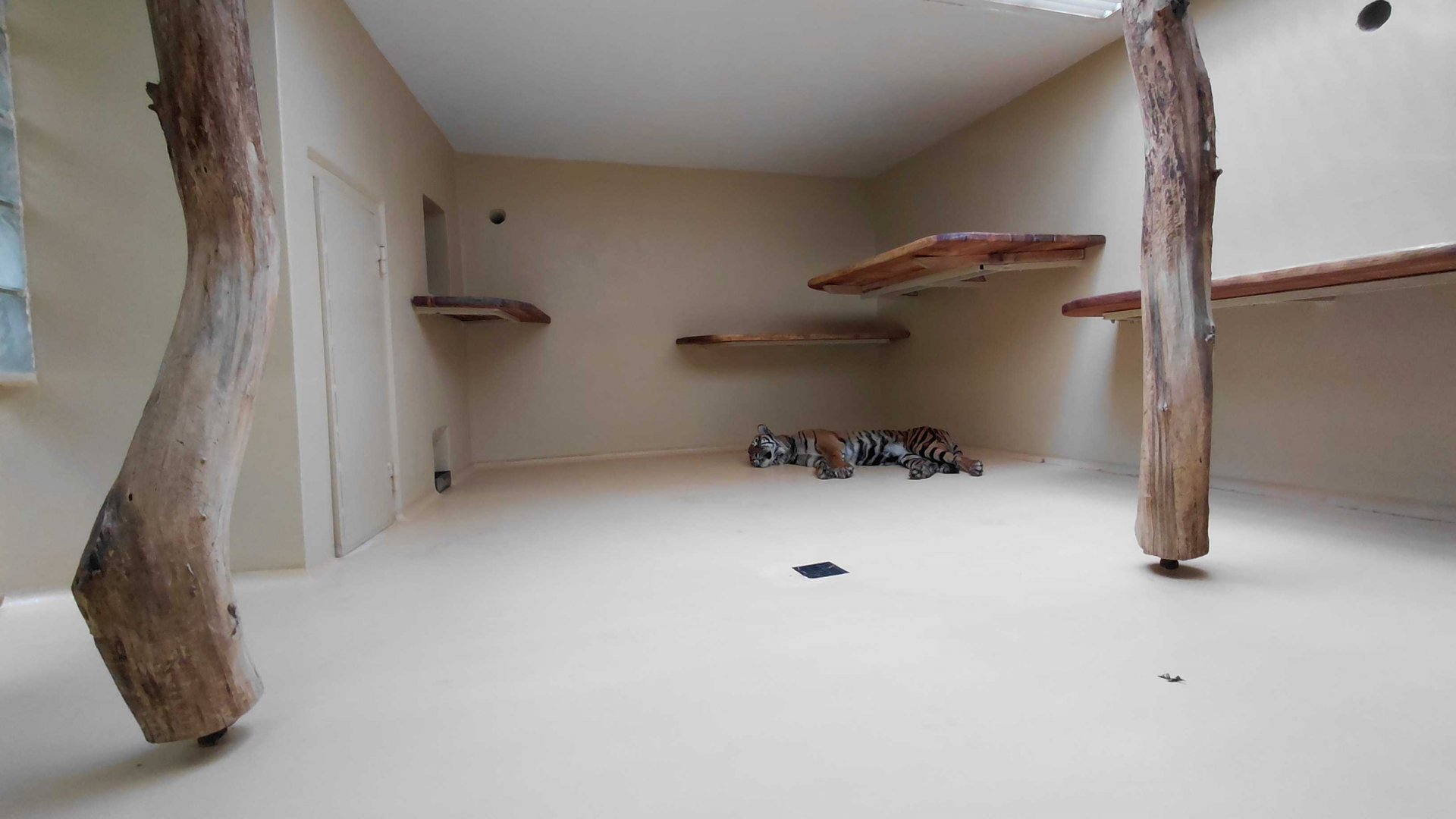 Sumatran tiger indoor exhibit