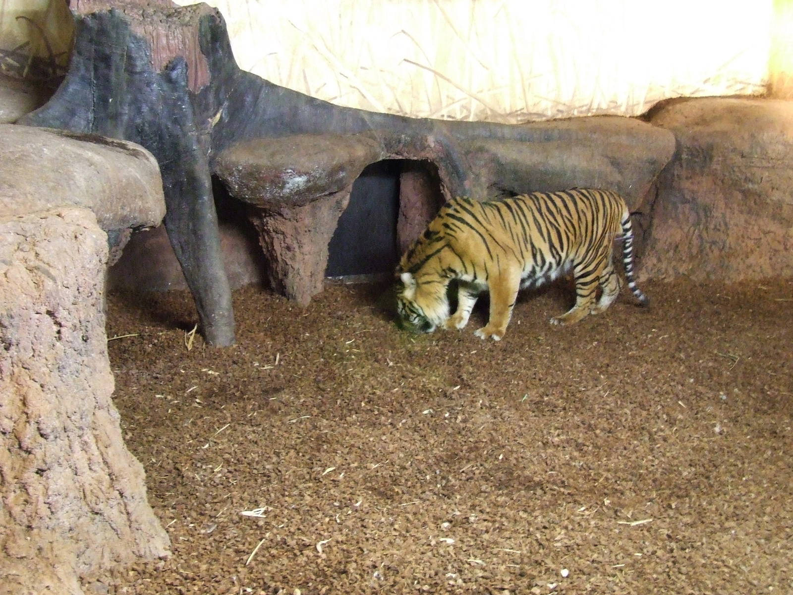 Sumatran Tiger indoor exhibit