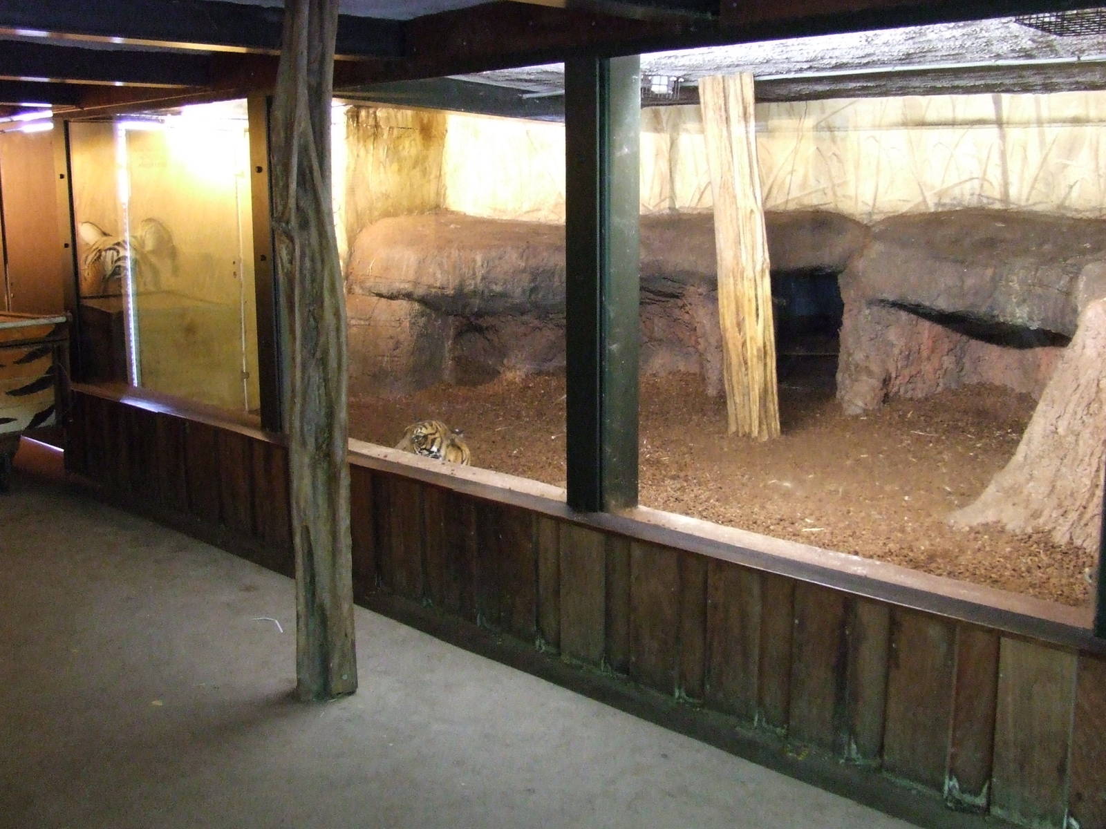 Sumatran Tiger indoor exhibit