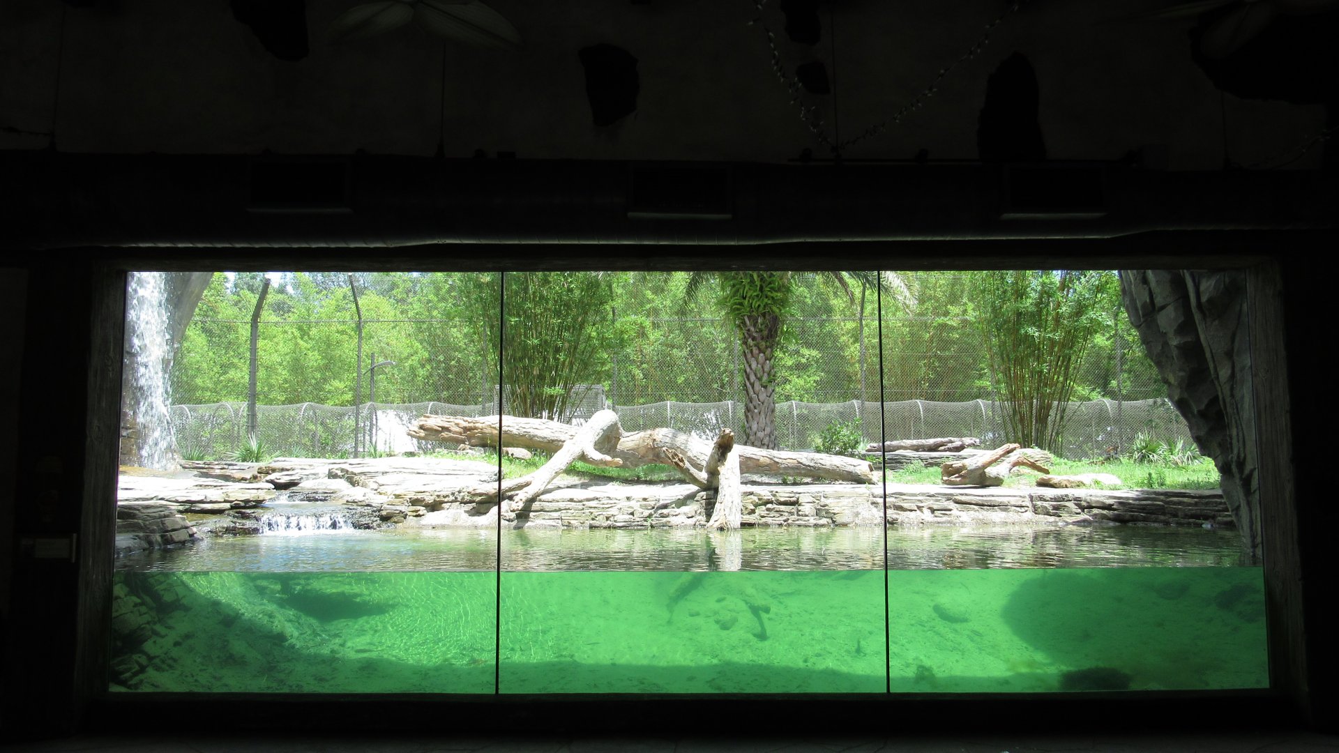 Sumatran Tiger Indoor Viewing