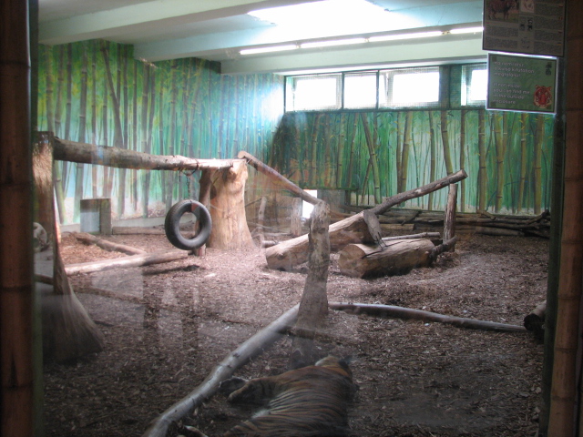 Sumatran tiger indoor