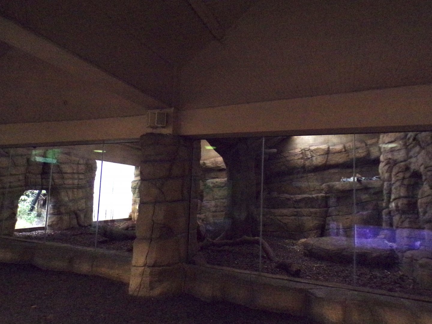 Sumatran tiger indoors 11.2.25