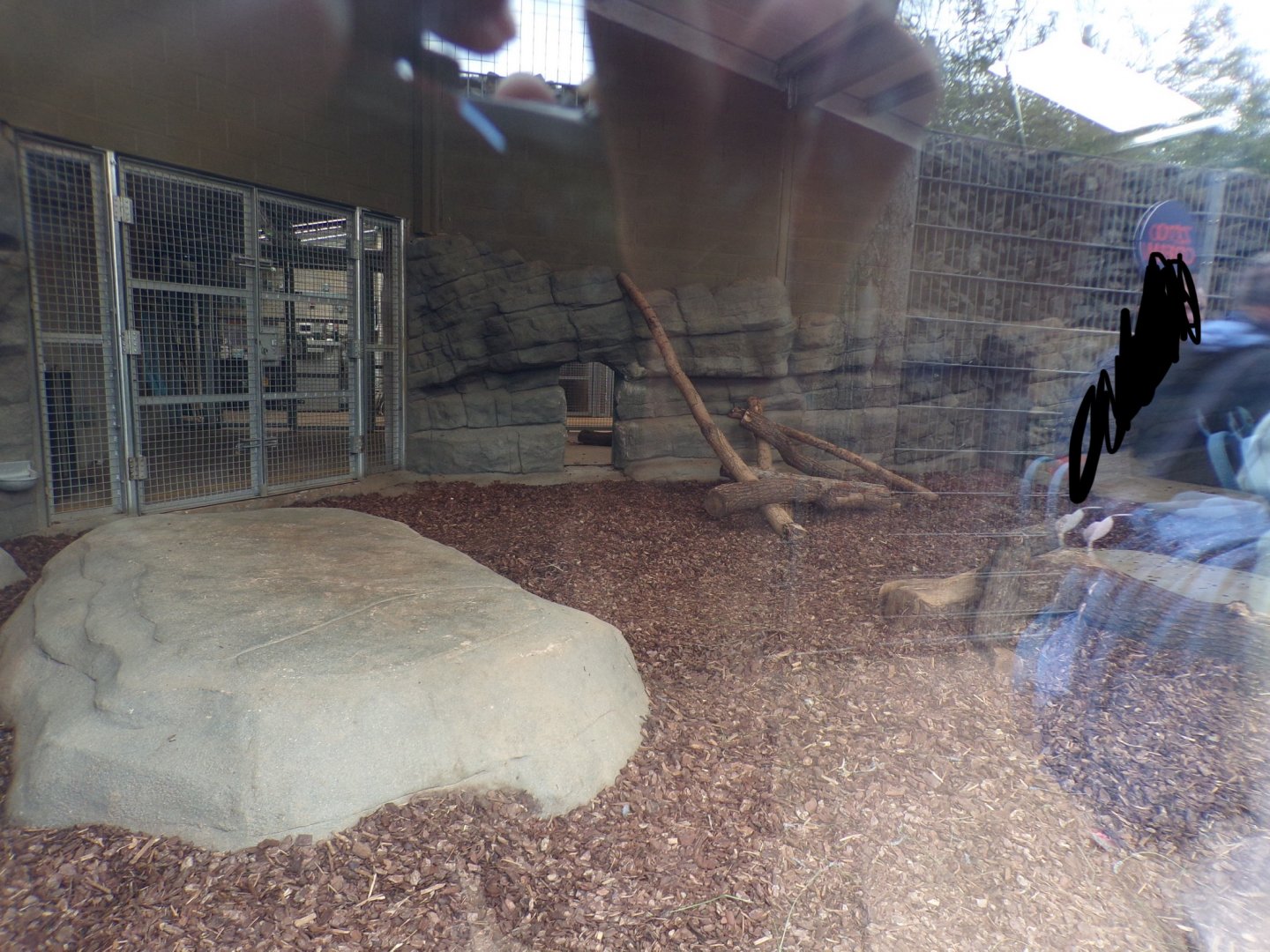 Sumatran tiger indoors 7.7.24