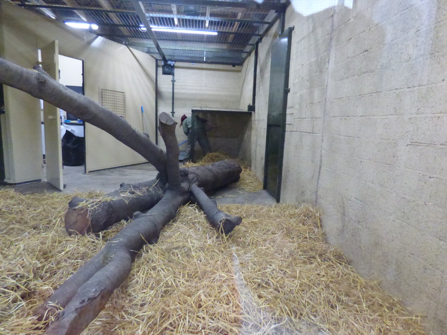 Sumatran Tiger Indoors