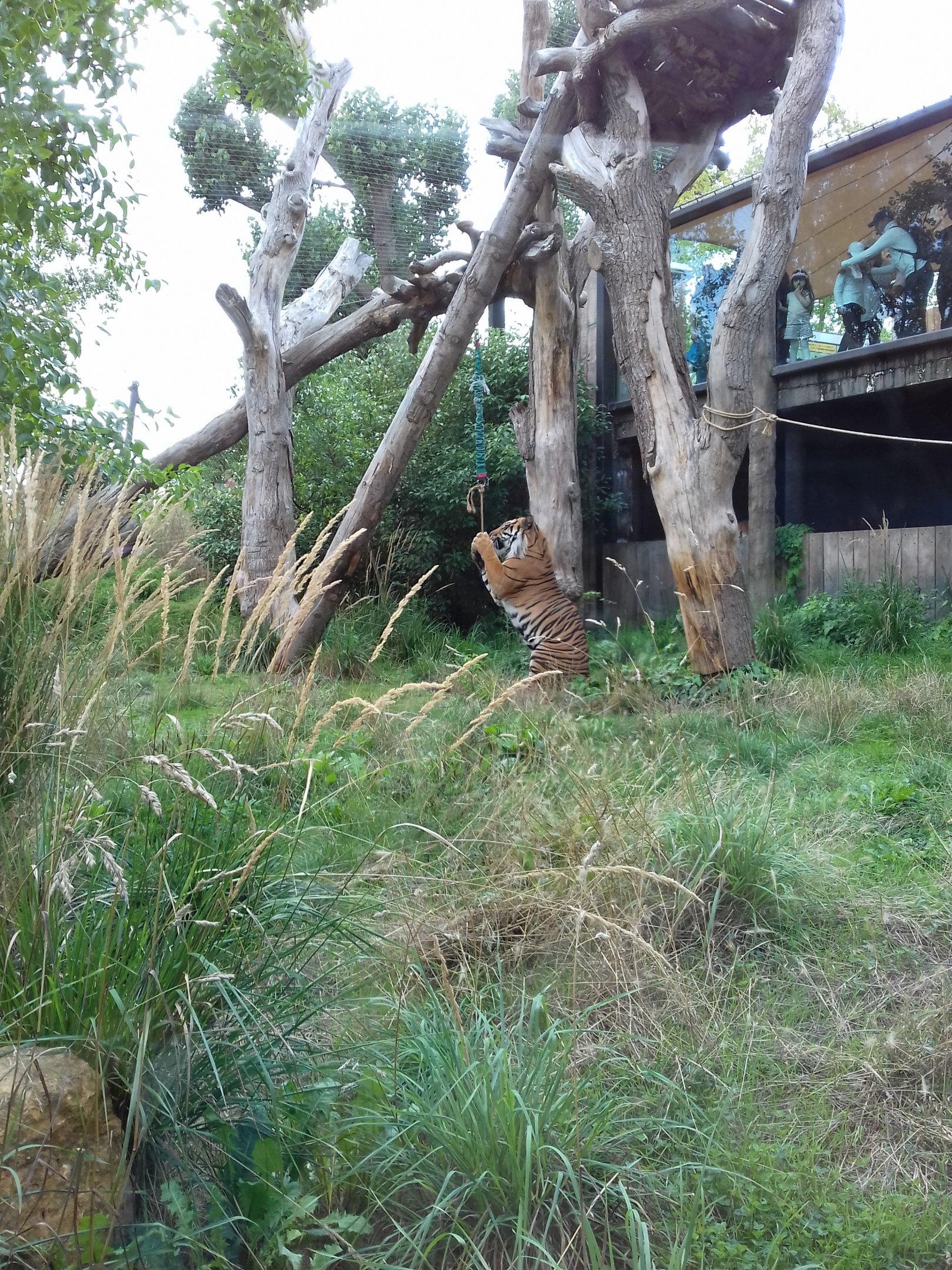 Sumatran Tiger Jae-Jae