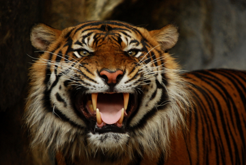 Sumatran tiger Jambi