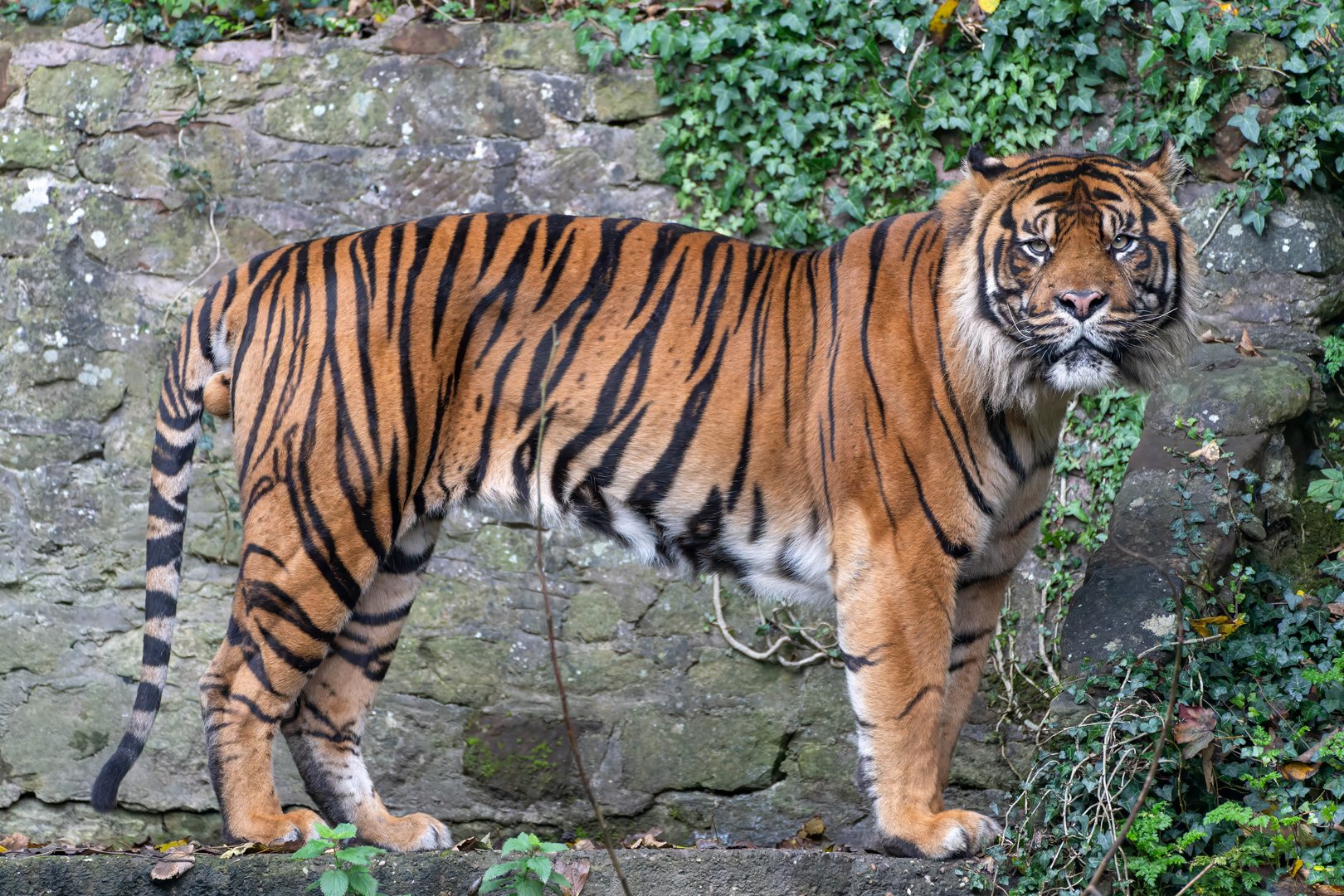 Sumatran tiger, Joao, Dudley, UK