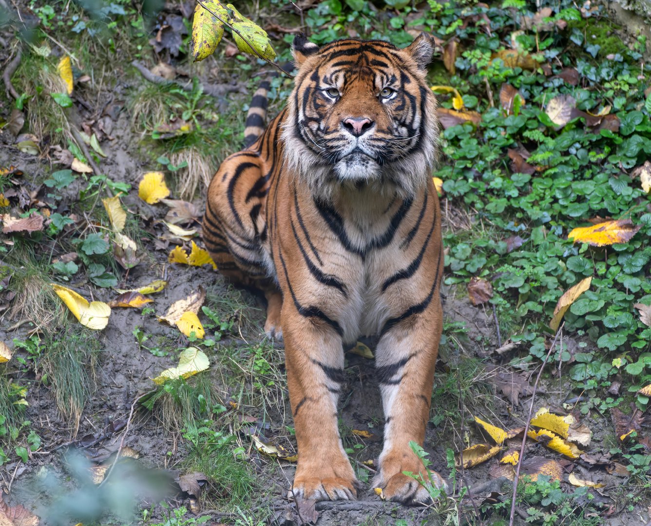 Sumatran tiger, Joao, Dudley, UK