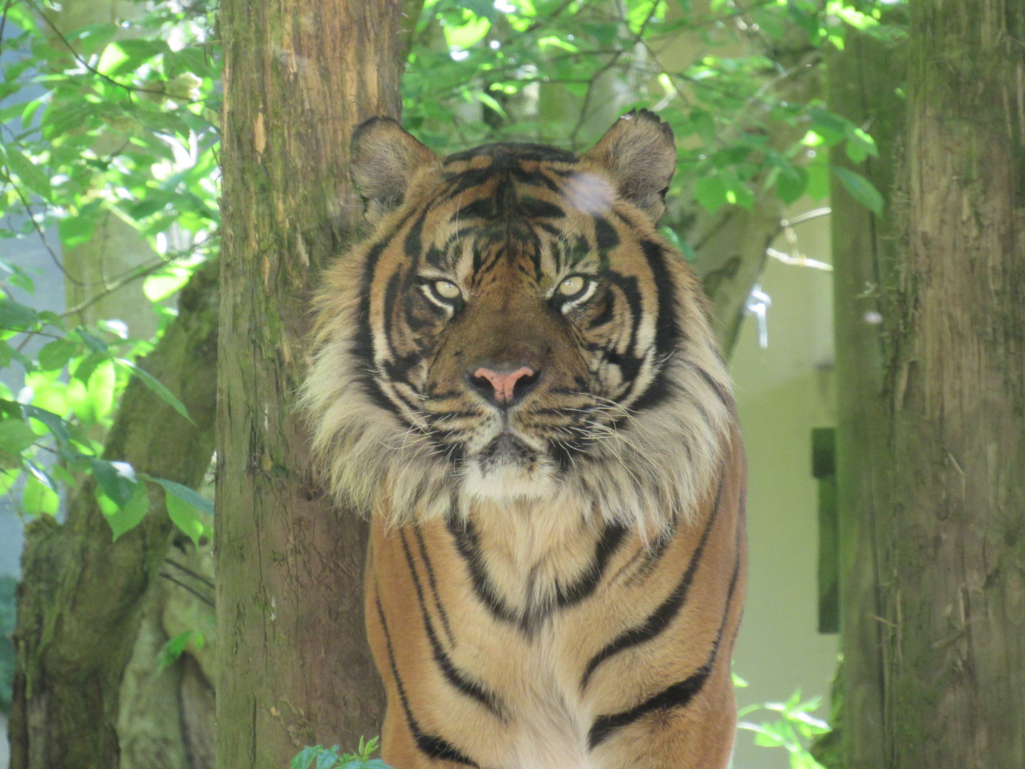 Sumatran Tiger - Joao