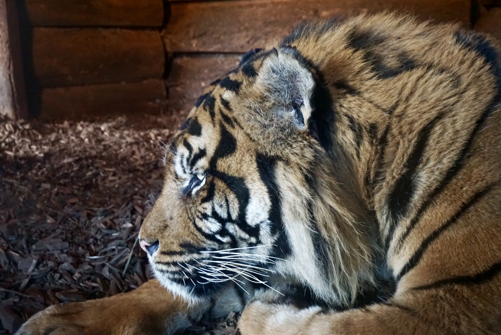 Sumatran Tiger (Joao)