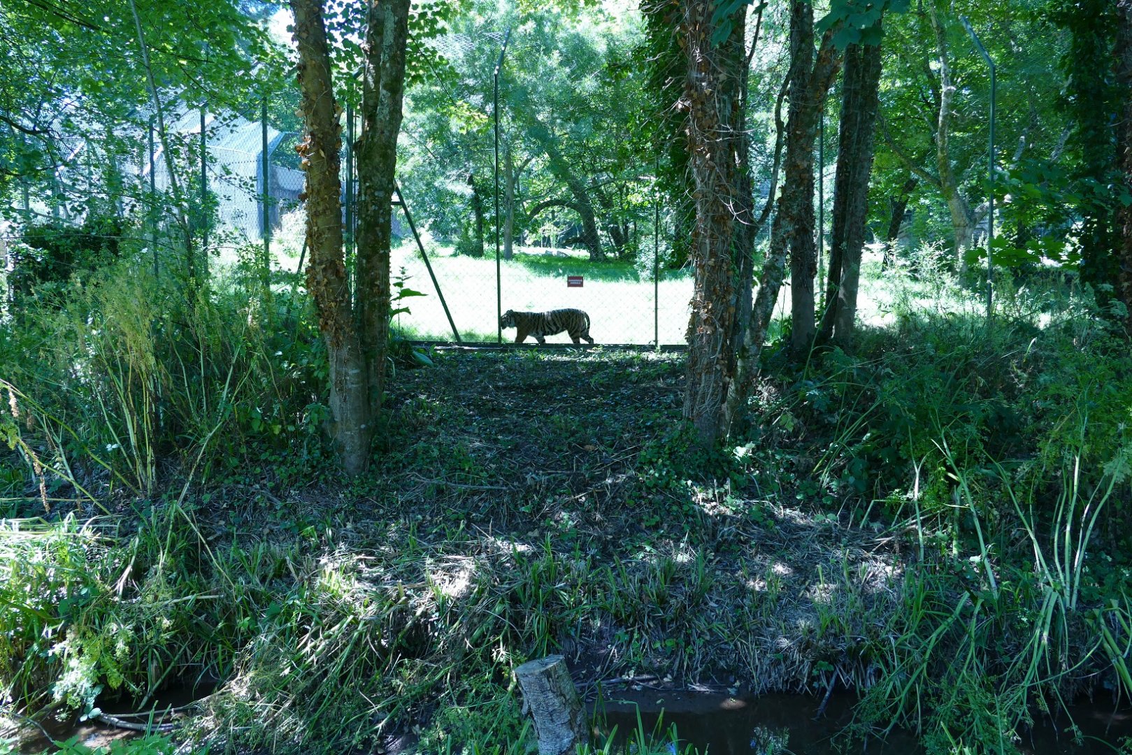 Sumatran tiger, July 2022