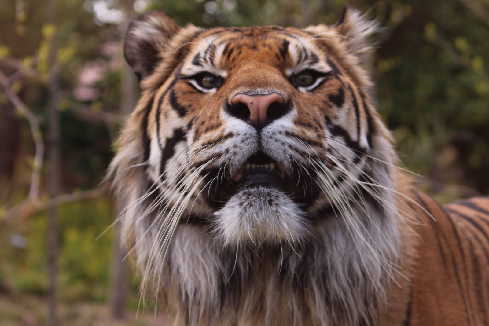 Sumatran tiger, June 2013