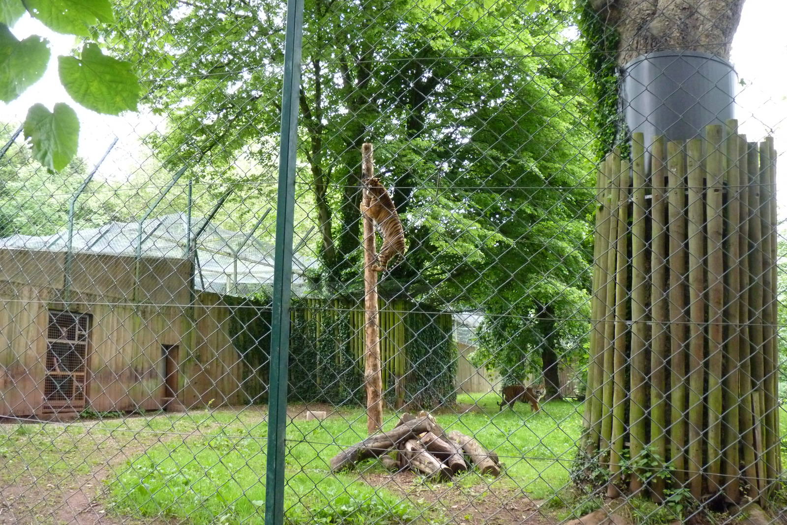 Sumatran Tiger, June 2013