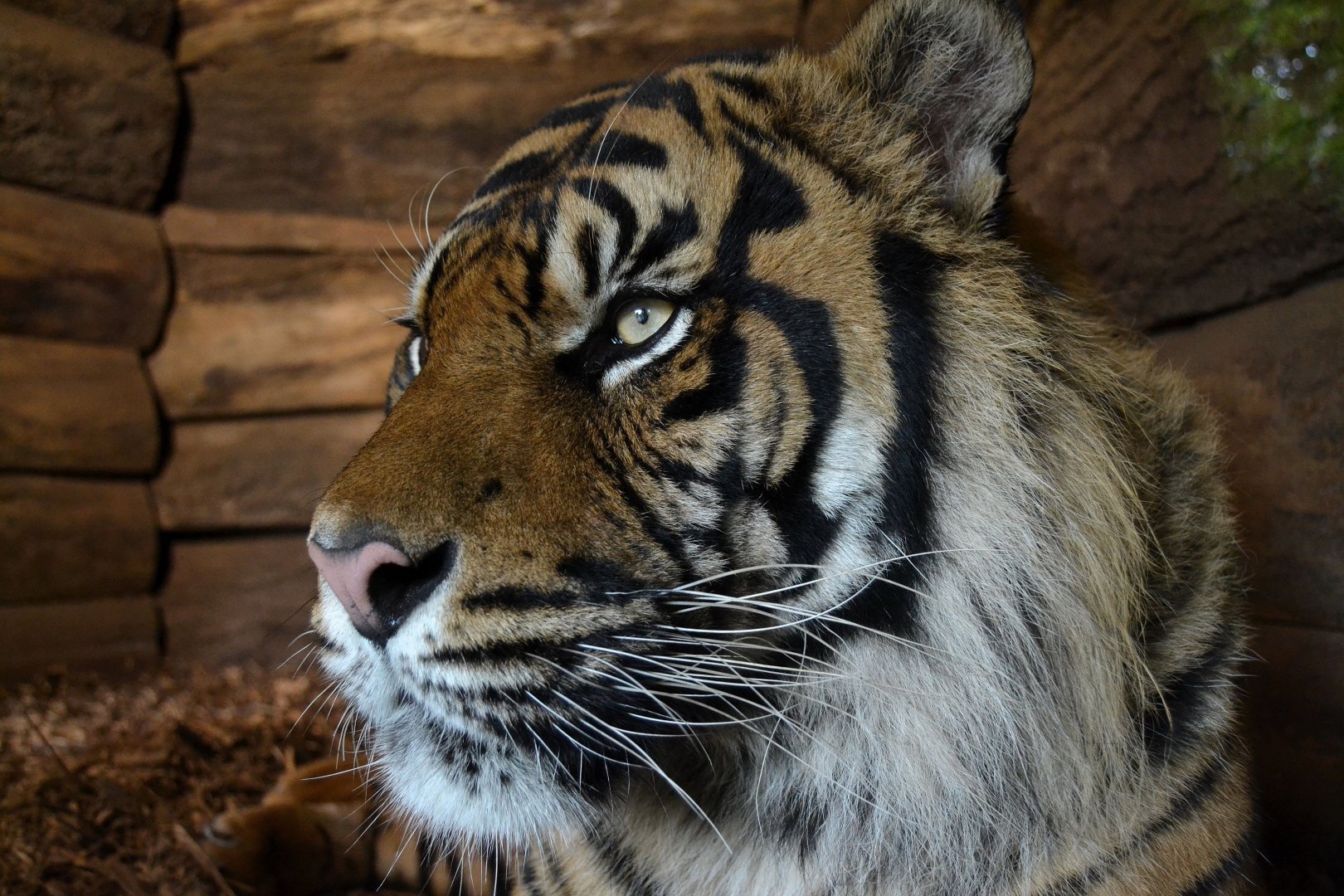 Sumatran Tiger - June 2016