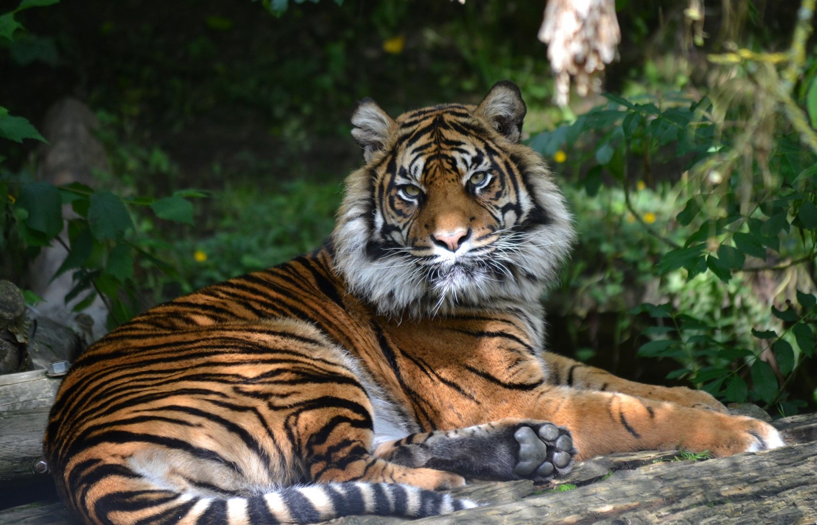 Sumatran Tiger - June 2016