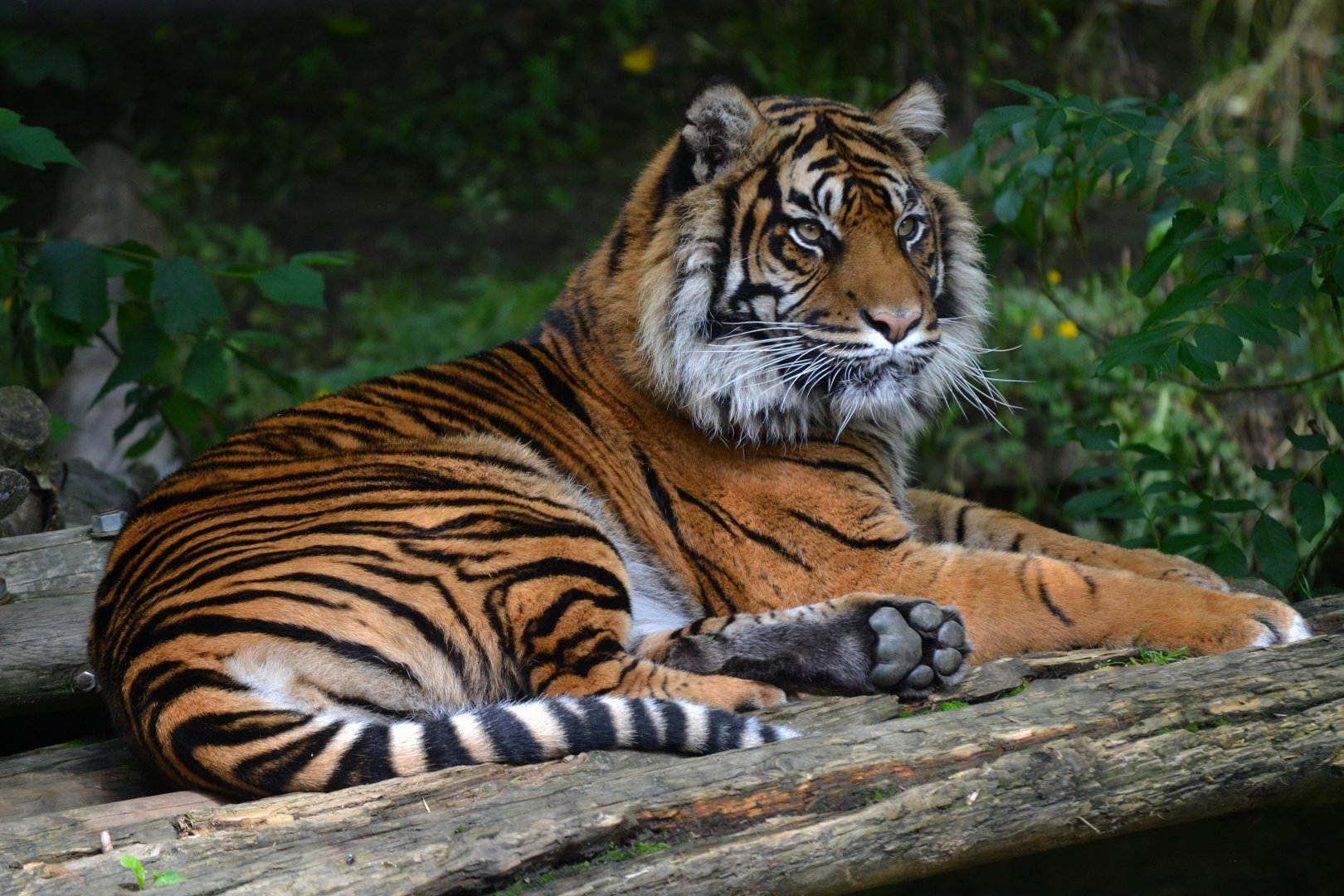 Sumatran Tiger - June 2016
