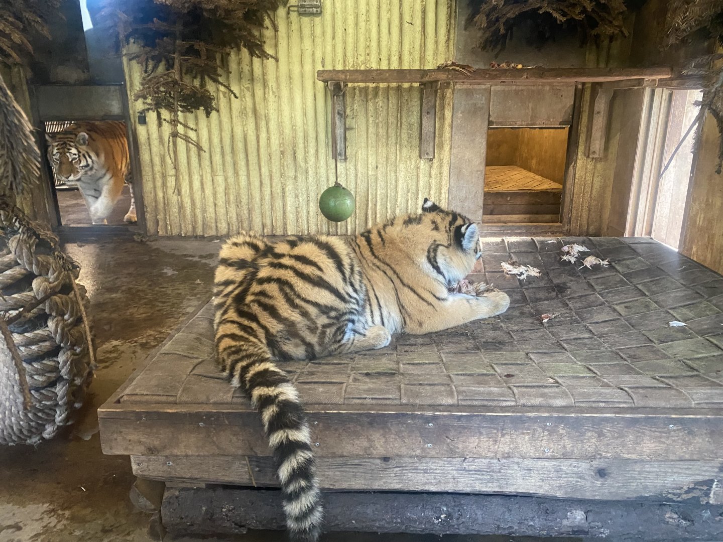 Sumatran tiger juvenile 261124