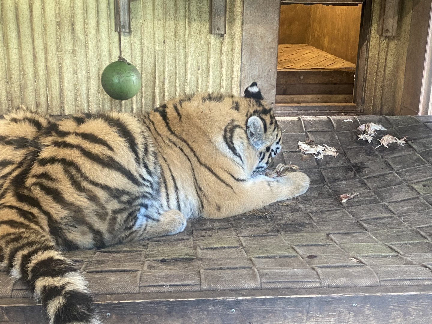 Sumatran tiger juvenile 261124