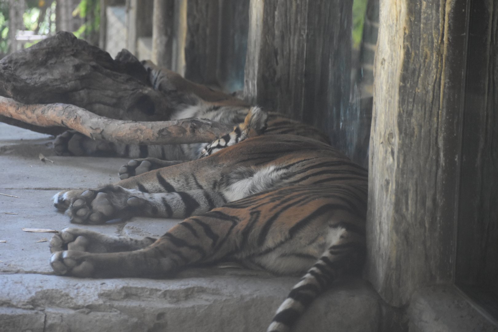 Sumatran Tiger Juvenile and Mom
