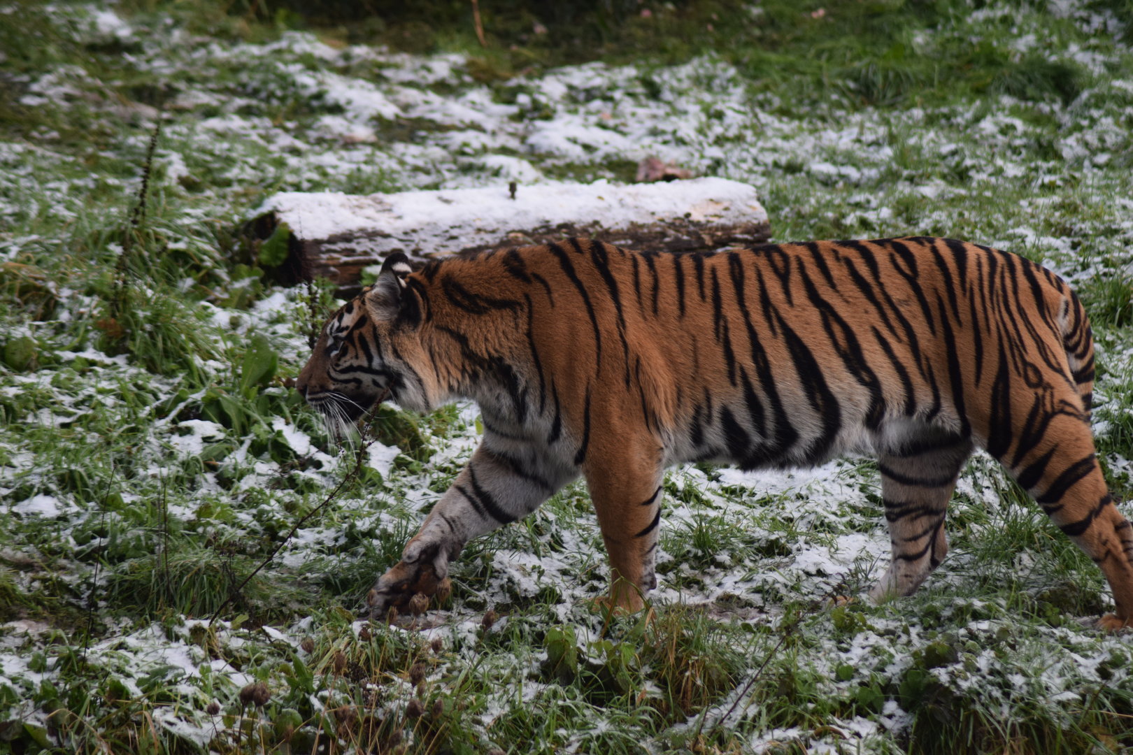 Sumatran Tiger- Kasarna